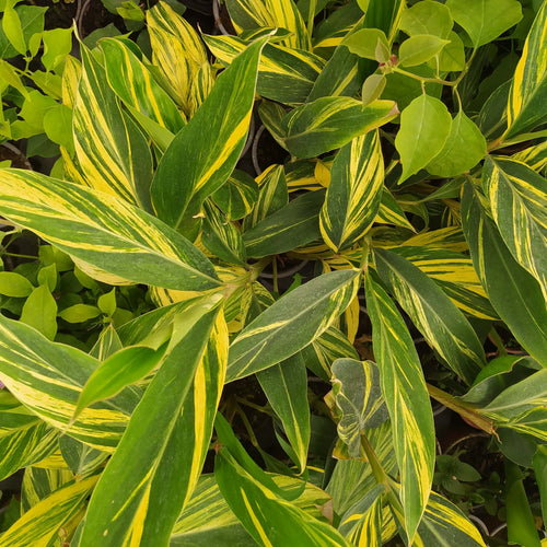 Vargaexoticplant